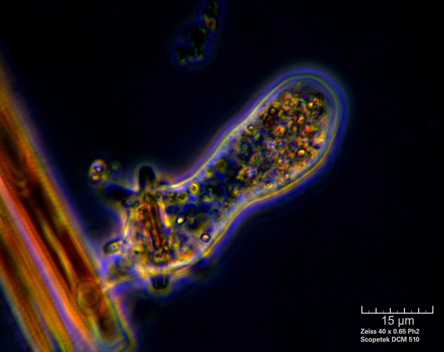 Amoeba  CdF